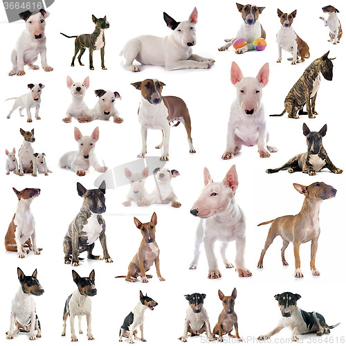 Image of group of bull terrier