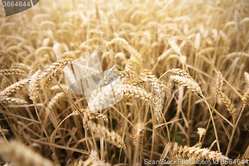 Image of field of ripening wheat ears or rye spikes