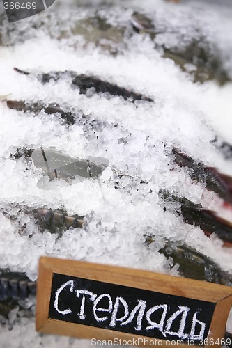 Image of Sturgeon, Fresh Fish on Ice