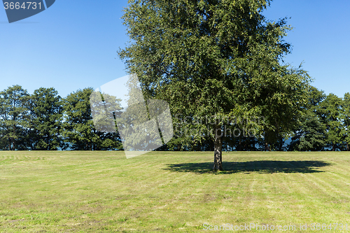 Image of summer field and trees