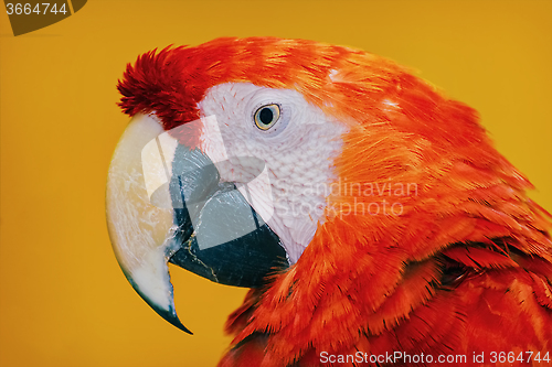 Image of The Macaw Parrot