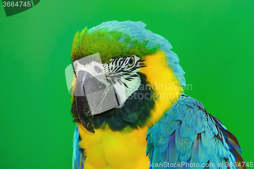 Image of The Macaw Parrot