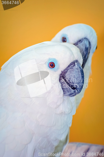 Image of The Cockatoo Parrot