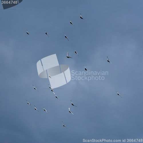 Image of Doves in the Sky