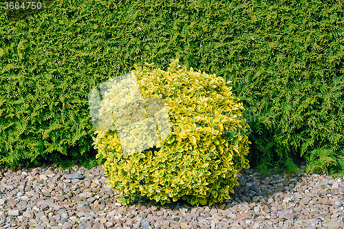 Image of Round Shape Bush