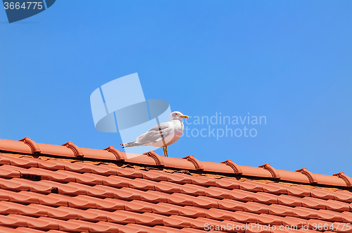 Image of Seagull on the Roof