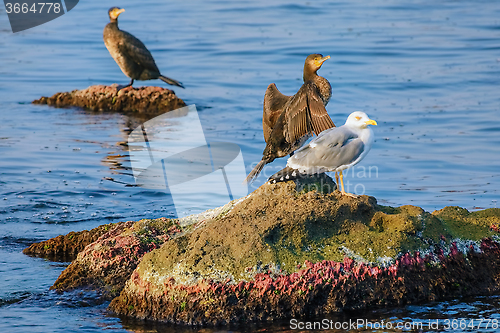 Image of Marine Birds on the Rocks