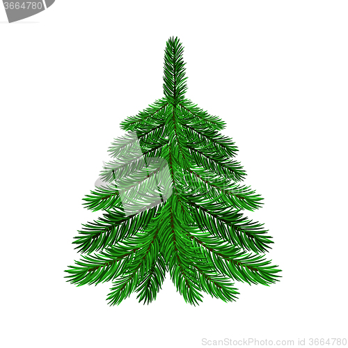 Image of Single Green Fir