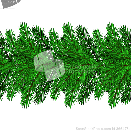 Image of Fir Green Branches