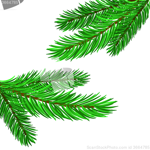 Image of Fir Green Branches 