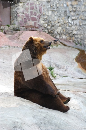 Image of Animals, BROWN BEAR,