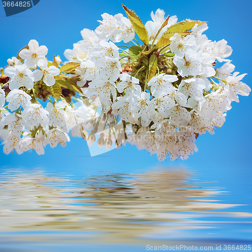 Image of Blossoming Cherry Plum