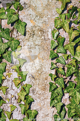 Image of The English Ivy