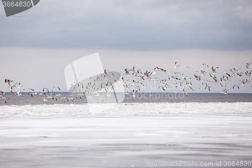 Image of Seagulls in winter