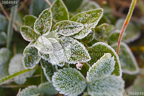 Image of Frozen leaves with frost