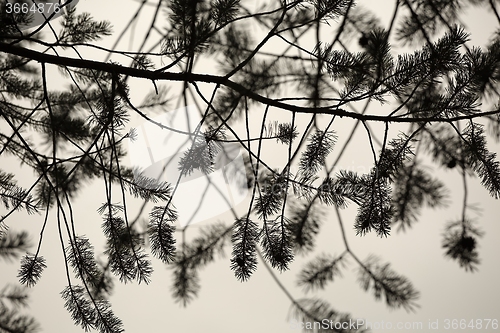 Image of Pine branch silhouettes