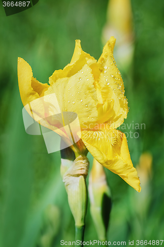 Image of Flower of an Yellow Iris 