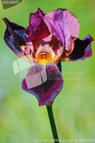Image of An Iris Flower