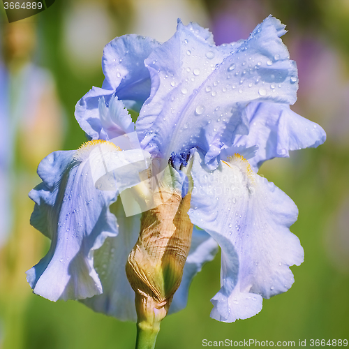 Image of An Iris Flower