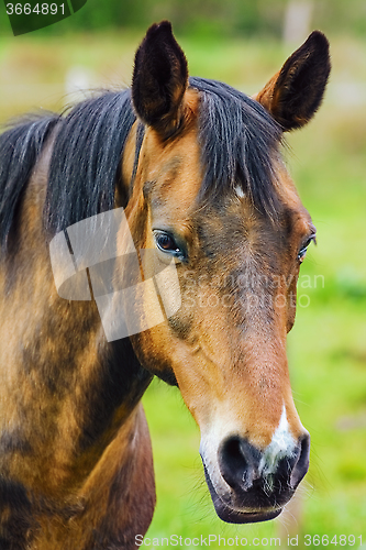 Image of Portrait of the Horse