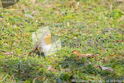 Image of An European Robin