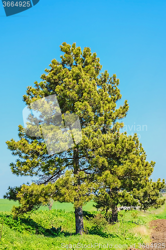 Image of The Pine Tree