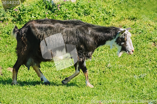Image of The Nanny Goat