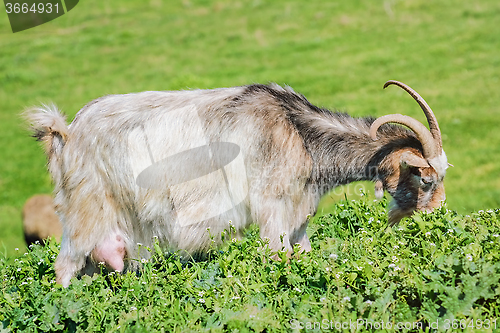 Image of A Nanny Goat