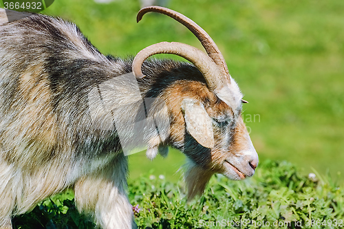 Image of Portrait of Nanny Goat