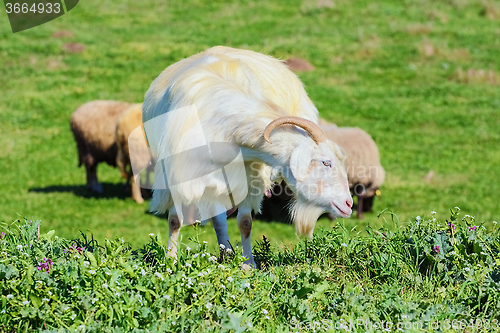 Image of A Nanny Goat