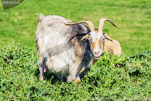 Image of A Nanny Goat