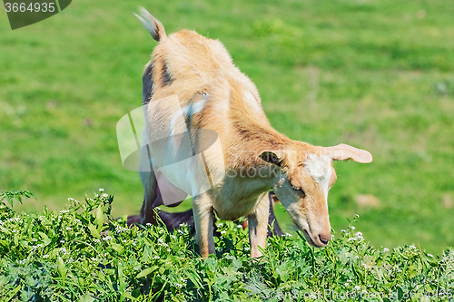 Image of Young Nanny Goat