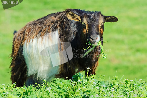 Image of A Billy Goat