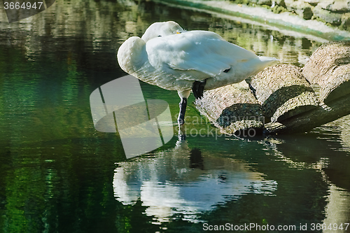 Image of Sleeping White Swan