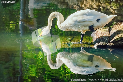 Image of Swan Drinks Water