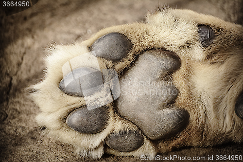 Image of Paw of Lion