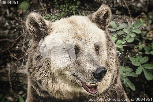 Image of Portrait of the Bear