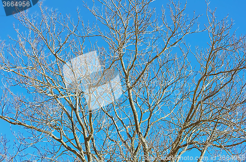 Image of Branches of Bare Tree