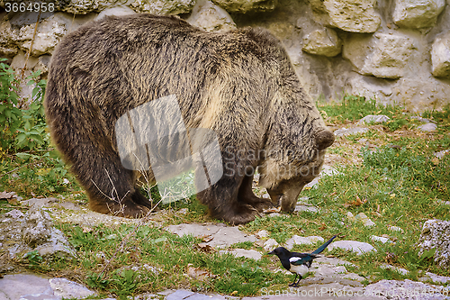 Image of Brown Bear 