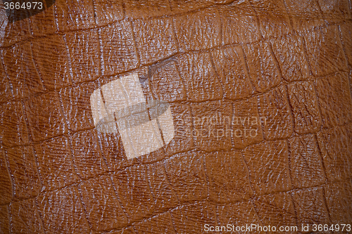 Image of crocodile skin imitation