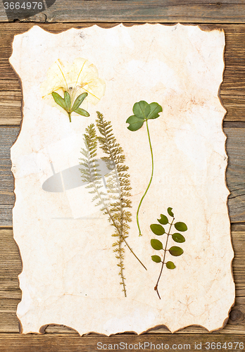 Image of summer plants herbarium