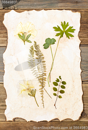 Image of plants herbarium