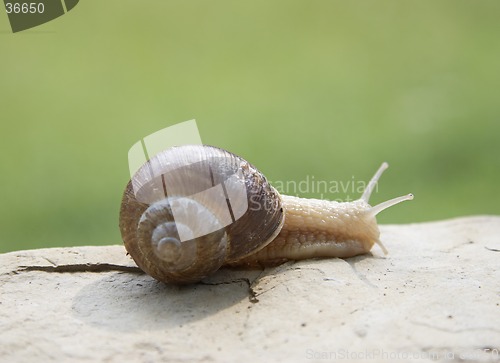 Image of Snail