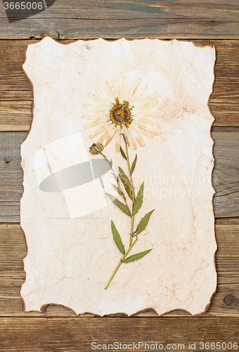 Image of Herbarium sheet with flower