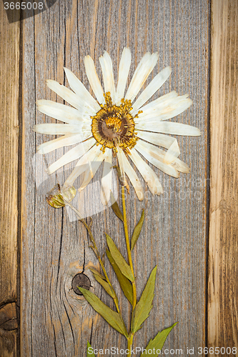 Image of pressed flower with white petals, herbarium