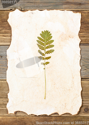 Image of pressed green summer plant