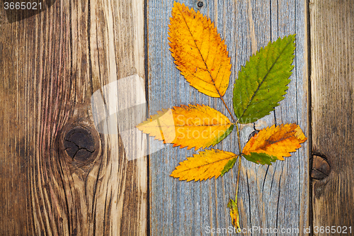Image of autumn dry leaves, top view image