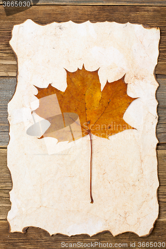 Image of maple leaf herbarium