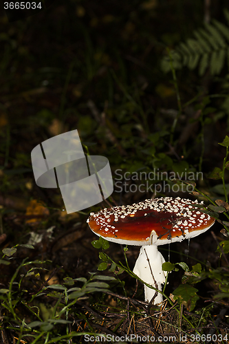 Image of amanita muscaria