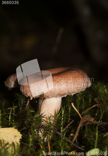 Image of woolly milkcap